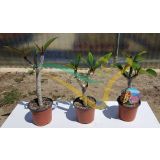 MEDITERANSKE RASTLINE PLUMERIJA NA STEBLU L15