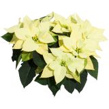 BOŽIČNA ZVEZDA POINSETTIA KENIA L13 MIX