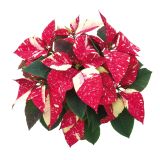 BOŽIČNA ZVEZDA POINSETTIA KENIA L13 MIX