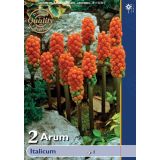 POLETI CVETOČA ČEBULICA HOLLAND BULB MARKET ARUM ITALICUM