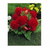 BEGONIJA HOLLAND BULB MARKET FIMBRIATA RED