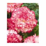 BEGONIJA HOLLAND BULB MARKET FIMBRIATA WHITE / RED