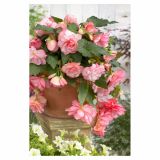 BEGONIJA HOLLAND BULB MARKET VISEČA FLORENCE