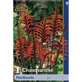 POLETI CVETOČA ČEBULICA HOLLAND BULB MARKET CHASMANTHE FLORIBUNDA