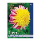 DALIJA HOLLAND BULB MARKET ANEMONA BOOGIE WOOGIE