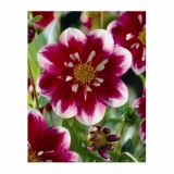 DALIJA HOLLAND BULB MARKET ANEMONA IMPRESSION FABULA '