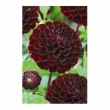 DALIJA HOLLAND BULB MARKET BALL DARK SPIRIT