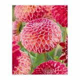 DALIJA HOLLAND BULB MARKET BALL KENORA FIREBALL