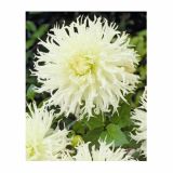 DALIJA HOLLAND BULB MARKET CACTUS TSUKI YORI NO SHISHA