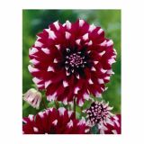 DALIJA HOLLAND BULB MARKET DEKORATIVNA CONTRASTE