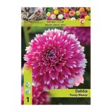 DALIJA HOLLAND BULB MARKET DEKORATIVNA FUZZY WUZZY