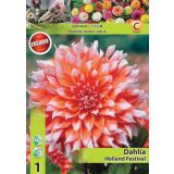 DALIJA HOLLAND BULB MARKET DEKORATIVNA HOLLAND FESTIVAL