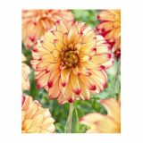 DALIJA HOLLAND BULB MARKET DEKORATIVNA LADY DARLENE '