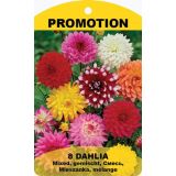 LILIJA HOLLAND BULB MARKET DALIJA DEKORATIVNA MIX 8 KOS