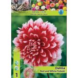 DALIJA HOLLAND BULB MARKET DEKORATIVNA RED AND WHITE FUBUKI