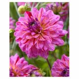 DALIJA HOLLAND BULB MARKET DEKORATIVNA TROPICAL