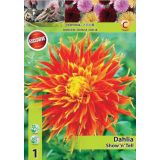 DALIJA HOLLAND BULB MARKET NAZOBČANA SHOW 'N' TELL