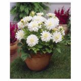 DALIJA HOLLAND BULB MARKET POT ASPEN