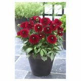 DALIJA HOLLAND BULB MARKET POT FRIVOLOUS GLOW