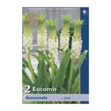 POLETI CVETOČA ČEBULICA HOLLAND BULB MARKET EUCOMIS PTUMNALIS