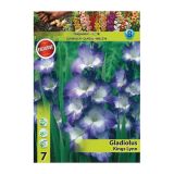 GLADIOLA HOLLAND BULB MARKET KINGS LYNN