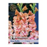 GLADIOLA HOLLAND BULB MARKET KISSY RUUFLE