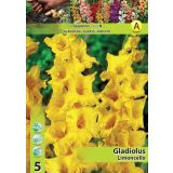 GLADIOLA HOLLAND BULB MARKET LIMONCELLO