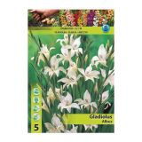 GLADIOLA HOLLAND BULB MARKET MINI ALBUS