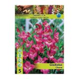 GLADIOLA HOLLAND BULB MARKET MINI CHARM
