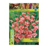 GLADIOLA HOLLAND BULB MARKET MINI NATHALIE