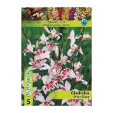 GLADIOLA HOLLAND BULB MARKET MINI PRINS CLPS