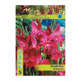GLADIOLA HOLLAND BULB MARKET MINI ROBINETTA
