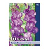 POLETI CVETOČA ČEBULICA HOLLAND BULB MARKET GLADIOLA PURPLE FLORA