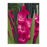 GLADIOLA HOLLAND BULB MARKET FIDELIO