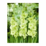 GLADIOLA HOLLAND BULB MARKET GREEN STAR