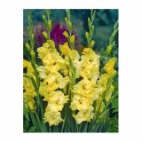 GLADIOLA HOLLAND BULB MARKET LEMON DROP