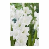 GLADIOLA HOLLAND BULB MARKET SANCERRE