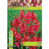 POLETI CVETOČA ČEBULICA HOLLAND BULB MARKET IXIA VENUS