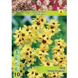 POLETI CVETOČA ČEBULICA HOLLAND BULB MARKET IXIA YELLOW EMPEROR