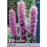 POLETI CVETOČA ČEBULICA HOLLAND BULB MARKET LIATRIS SPICATA