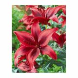 LILIJA HOLLAND BULB MARKET AZIJSKA BLACK OUT