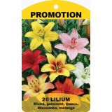DALIJA HOLLAND BULB MARKET LILIJA AZIJSKA MIX 12/14 20 KOS