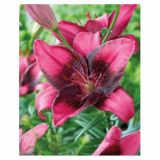 LILIJA HOLLAND BULB MARKET AZIJSKA PURPLE EYE