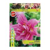 LILIJA HOLLAND BULB MARKET ORIENTALSKA DV. DOUBLE SURPRISE
