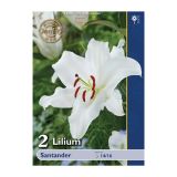 LILIJA HOLLAND BULB MARKET ORIENTALSKA SANTANDER