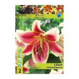 LILIJA HOLLAND BULB MARKET OT HOLLAND BEPTY