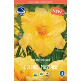 POLETI CVETOČA ČEBULICA LEFEBER HEMEROCALIS COLONEL MUSTARD 1KOS