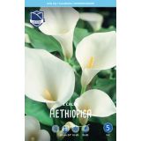 POLETI CVETOČA ČEBULICA LEFEBER KALA BELA 1KOS