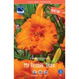 POLETI CVETOČA ČEBULICA LEFEBER L HEMEROCALIS MY REGGAE TIGER 1KOS
