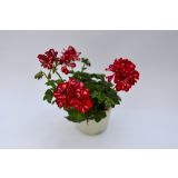 BRŠLJANKA POLNJENE BRŠLJANKE MIX L10